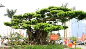Le village des bonsaïs à Nam Dinh