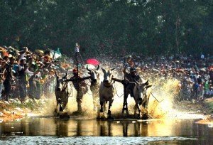 La course de boeufs des Khmers à An Giang