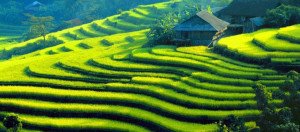 Les rizières en gradins de Hoàng Su Phi