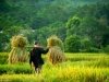 Recolte du riz -guide-francophone-hanoi