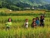 Riz du Vietnam-guide-francophone-hanoi