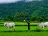 Paysage Vietnam - Guide francophone au vietnam
