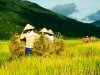 Recolte du riz - Guide francophone au vietnam