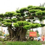 Le village des bonsaïs à Nam Dinh