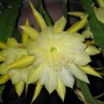Fleur Quynh ou fleur de phyllocactus