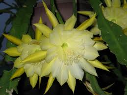 Fleur Quynh ou fleur de phyllocactus