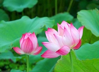 Fleur lotus au Vietnam