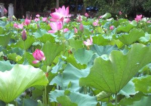 Jardin-lotus