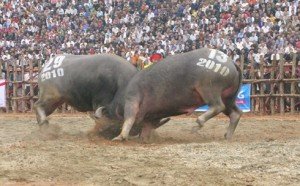 La Fête traditionnelle du combat de buffles de Dô Son