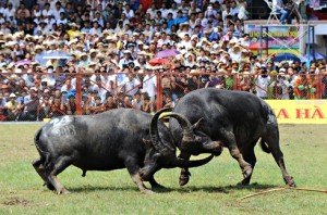 La Fête traditionnelle du combat de buffles, la plus grande de l'année pour les habitants de Dô Son