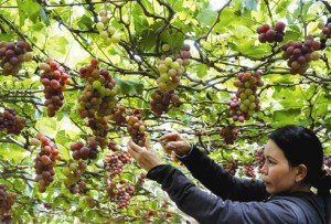 Le vignoble de Thai An