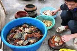 un plat Carpe au caramel d’un village de Dai Hoàng