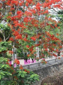 Le flamboyant rouge