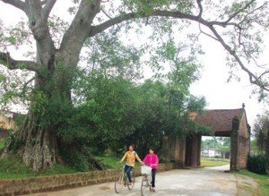 Un portique d'entrée et un arbre séculaire, des caractéristiques d'un village traditionnel du Vietnam