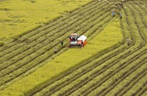 La rizière à perte de vue constitue une image typique de la campagne vietnamienne.