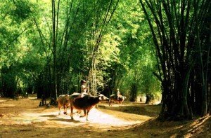 des images de la campagne vietnamienne.