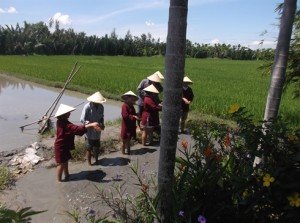 «Une journée dans la peau d’un paysan dans la rizière de Câm Thanh», à Hôi An.