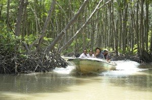 la mangrove Rung Sac au district Cân Gio