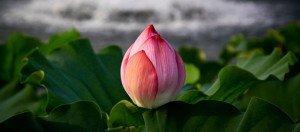 Fleur de Lotus Vietnam