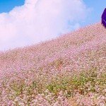 La prairie en fleurs de sarrasin Hà Giang