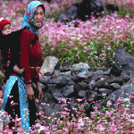 Hà Giang région de floraison des fleurs de sarrasin