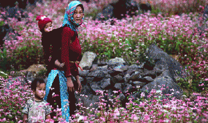 Hà Giang région de floraison des fleurs de sarrasin