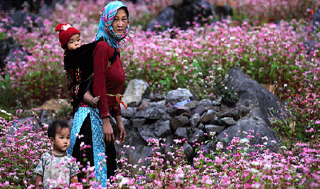 Hà Giang région de floraison des fleurs de sarrasin