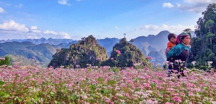 Saison des fleurs de sarrasin en voyage Hà Giang
