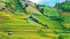 Mu Cang Chai