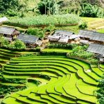 rizières sapa vietnam