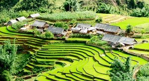 rizières sapa vietnam