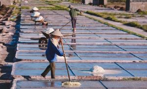 Marais salant Bach Long Nam Dinh