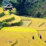 La saison des récoltes à Ha Giang