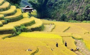 La saison des récoltes à Ha Giang