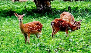 Parc national de Phia Oac – Phia Đen