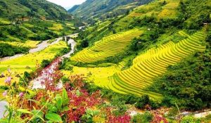 Vallée de Muong Hoa à Sapa