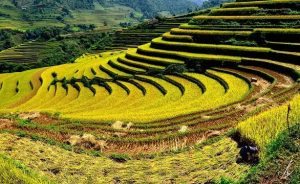 Visite Lao Cai et ses incontournables