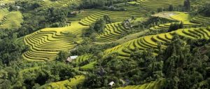 Rizières en terrasse Hoang Su Phi