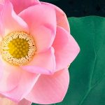 le lotus - la fleur du vietnam