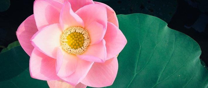 le lotus - la fleur du vietnam