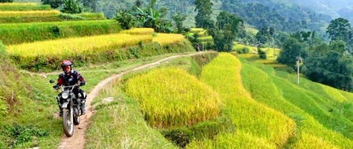 Les rizières en terrasse à Ha Giang 
