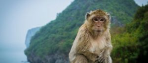 Ile de Singe en Lan Ha