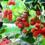 Cueillir des fruits au Sud Vietnam