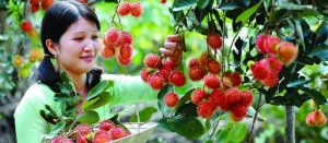 Cueillir des fruits au Sud Vietnam