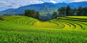Voyager avec Guide francophone au Vietnam Visiter Mu Cang Chai
