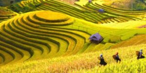 Voyager avec Guide francophone au Vietnam pour visiter Hoang Su Phi