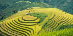 Voyager avec un Guide francophone au Vietnam pour découvrir Son La