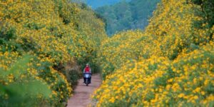 Voyage à Da Lat en novembre