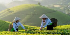 Pourquoi avril est un mois stratégique pour voyager au Vietnam